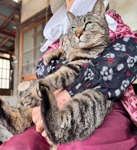 でかっ！おばあちゃんの膝で甘える猫　錯覚が生んだ“巨大猫”ショットに驚き