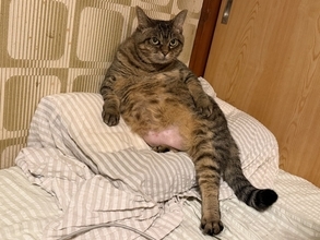 薬を飲まされた猫、華麗に仕返し？人間の枕を占拠する”かわいい知能犯”