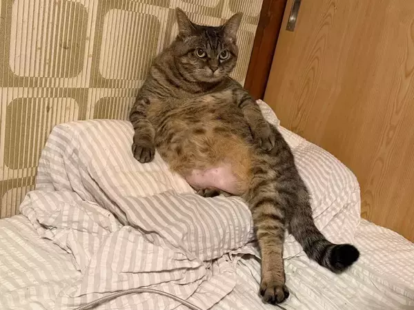 薬を飲まされた猫、華麗に仕返し？人間の枕を占拠する”かわいい知能犯”