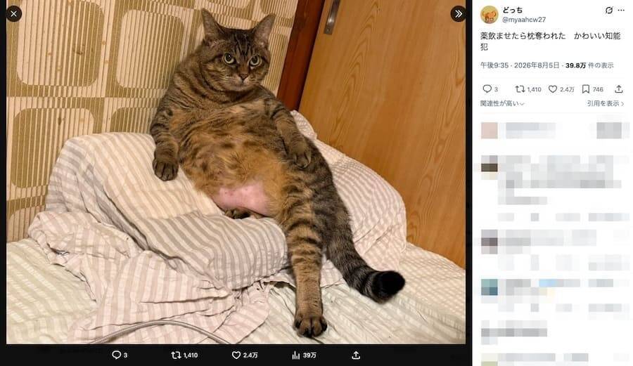 薬を飲まされた猫、華麗に仕返し？人間の枕を占拠する”かわいい知能犯”