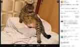 「薬を飲まされた猫、華麗に仕返し？人間の枕を占拠する”かわいい知能犯”」の画像2