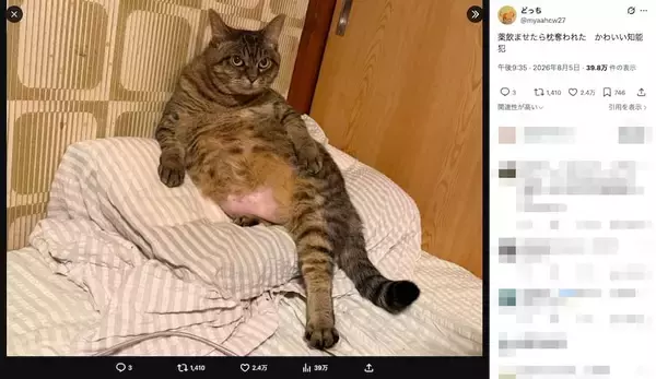 「薬を飲まされた猫、華麗に仕返し？人間の枕を占拠する”かわいい知能犯”」の画像