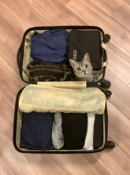 「ボクも連れて行ってニャ」飼い主のスーツケースにちゃっかり入り込むにゃんこ