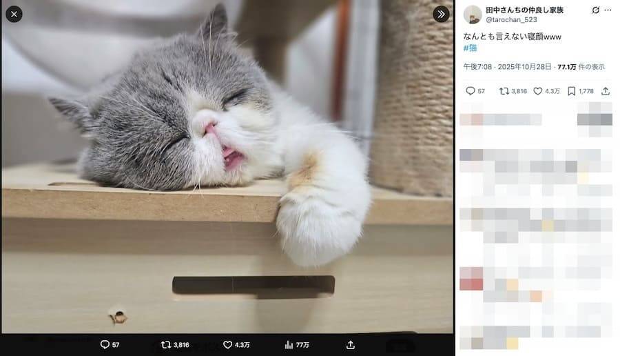 寝落ちした？なんとも言えない表情で熟睡する猫ちゃんが癒やし全開