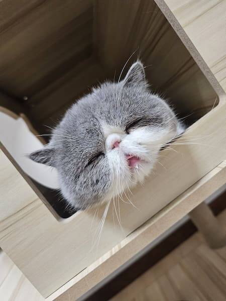 寝落ちした？なんとも言えない表情で熟睡する猫ちゃんが癒やし全開