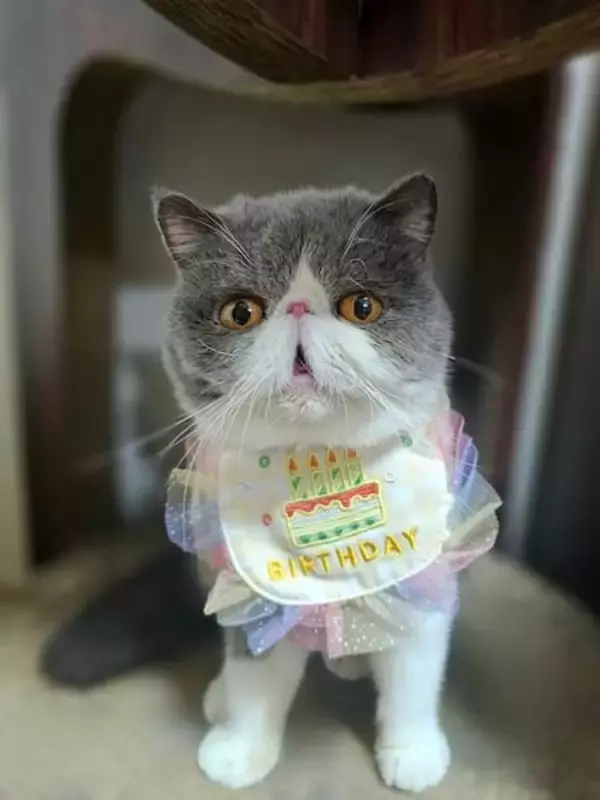 「寝落ちした？なんとも言えない表情で熟睡する猫ちゃんが癒やし全開」の画像