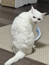 猫の悪い顔選手権があったら優勝？　まるで任侠映画な白猫の一枚