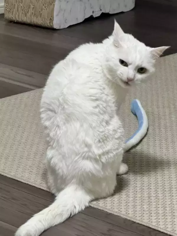 猫の悪い顔選手権があったら優勝？　まるで任侠映画な白猫の一枚
