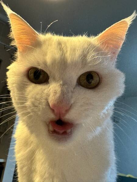 猫の悪い顔選手権があったら優勝？　まるで任侠映画な白猫の一枚