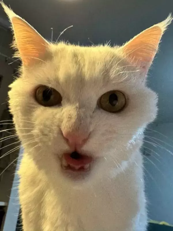 「猫の悪い顔選手権があったら優勝？　まるで任侠映画な白猫の一枚」の画像