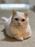 「猫の悪い顔選手権があったら優勝？　まるで任侠映画な白猫の一枚」の画像3
