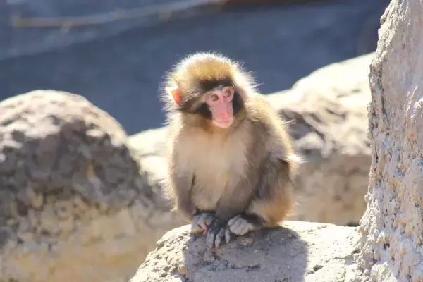 人工哺育ザル、ぬいぐるみを抱えて群れへ　「＃がんばれパンチ」ブームの舞台裏