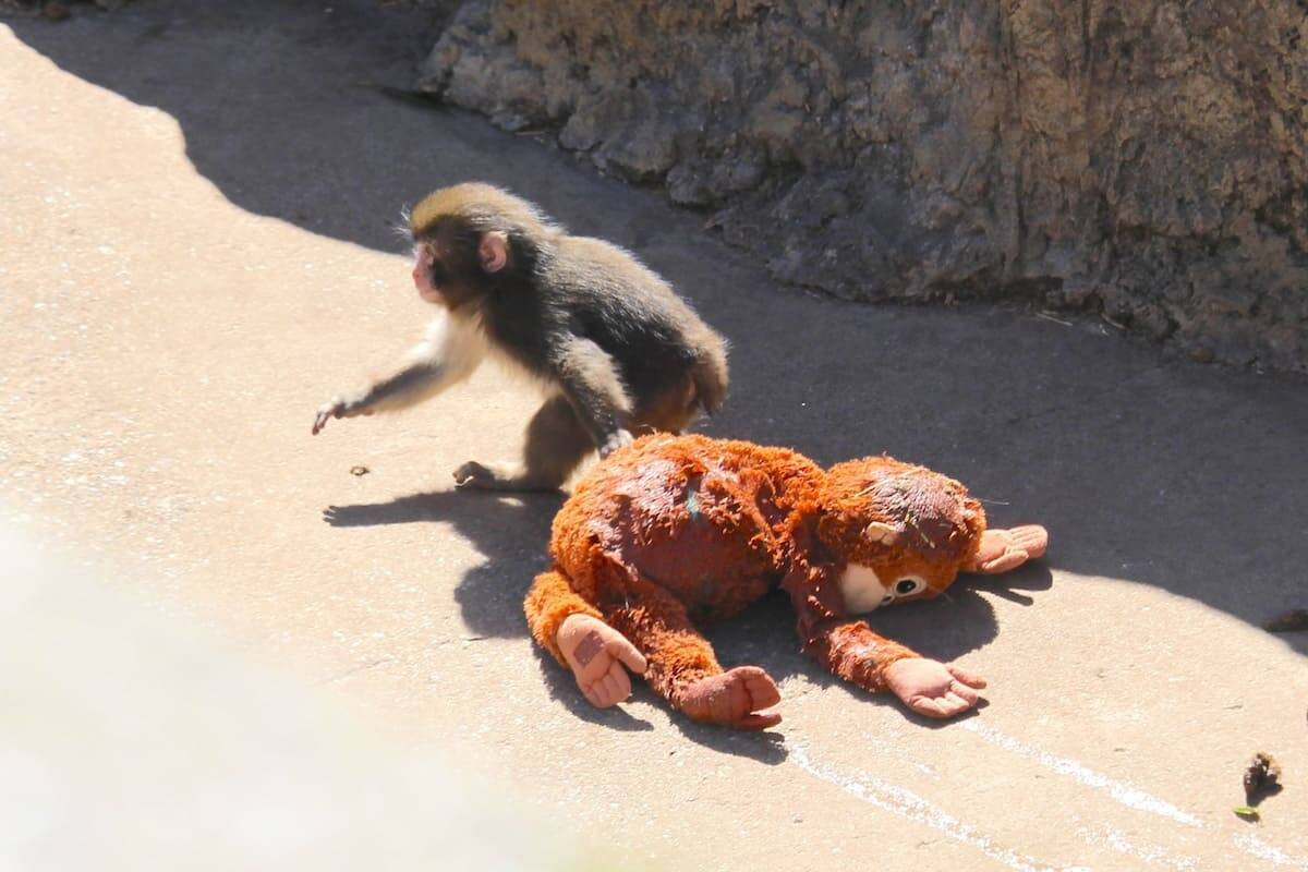 人工哺育ザル、ぬいぐるみを抱えて群れへ　「＃がんばれパンチ」ブームの舞台裏