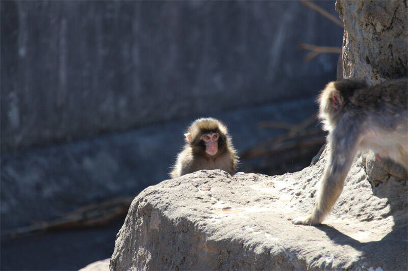 人工哺育ザル、ぬいぐるみを抱えて群れへ　「＃がんばれパンチ」ブームの舞台裏