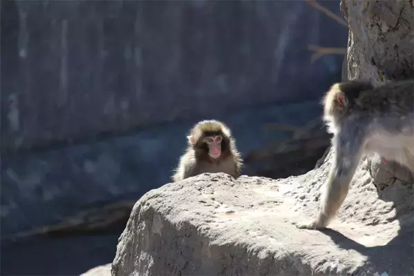 「人工哺育ザル、ぬいぐるみを抱えて群れへ　「＃がんばれパンチ」ブームの舞台裏」の画像