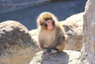 人工哺育ザル、ぬいぐるみを抱えて群れへ　「＃がんばれパンチ」ブームの舞台裏