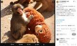 「人工哺育ザル、ぬいぐるみを抱えて群れへ　「＃がんばれパンチ」ブームの舞台裏」の画像2