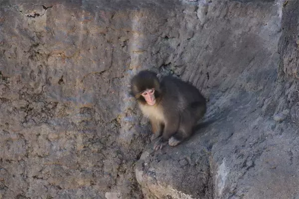 「人工哺育ザル、ぬいぐるみを抱えて群れへ　「＃がんばれパンチ」ブームの舞台裏」の画像