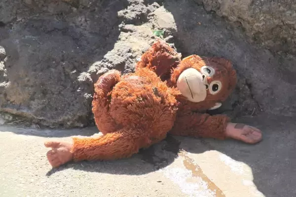 「人工哺育ザル、ぬいぐるみを抱えて群れへ　「＃がんばれパンチ」ブームの舞台裏」の画像