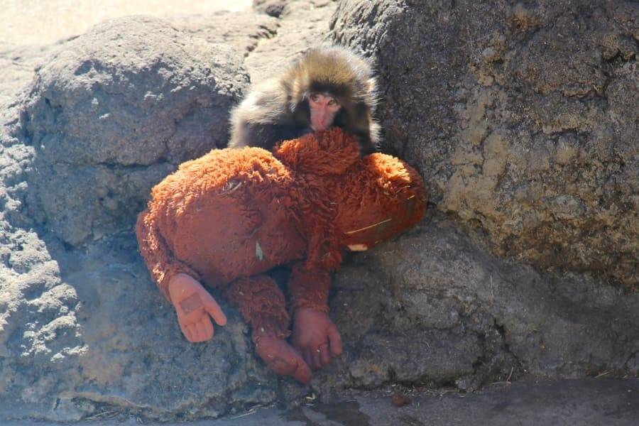 人工哺育ザル、ぬいぐるみを抱えて群れへ　「＃がんばれパンチ」ブームの舞台裏