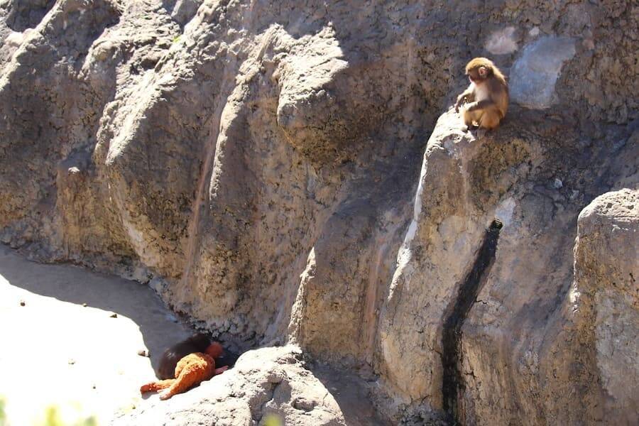 人工哺育ザル、ぬいぐるみを抱えて群れへ　「＃がんばれパンチ」ブームの舞台裏