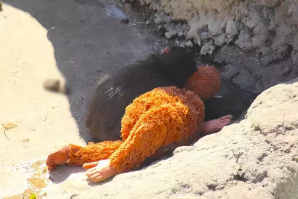 「人工哺育ザル、ぬいぐるみを抱えて群れへ　「＃がんばれパンチ」ブームの舞台裏」の画像