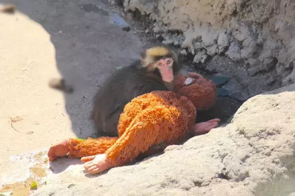 「人工哺育ザル、ぬいぐるみを抱えて群れへ　「＃がんばれパンチ」ブームの舞台裏」の画像