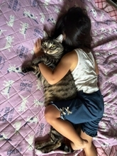 抱き枕と勘違いされた猫　驚きの表情がかわいすぎる