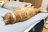 「ヘソ天状態で眠るマンチカン　可愛すぎて心臓がもたない」の画像1