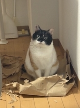 すべてが許される猫の“きょとん顔”に悶絶　紙袋を破っても「かわいいからヨシ！」