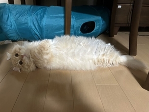 猫は液体、そしてえび天だった　床に転がる姿が完全に揚げたて