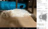 「猫は液体、そしてえび天だった　床に転がる姿が完全に揚げたて」の画像2