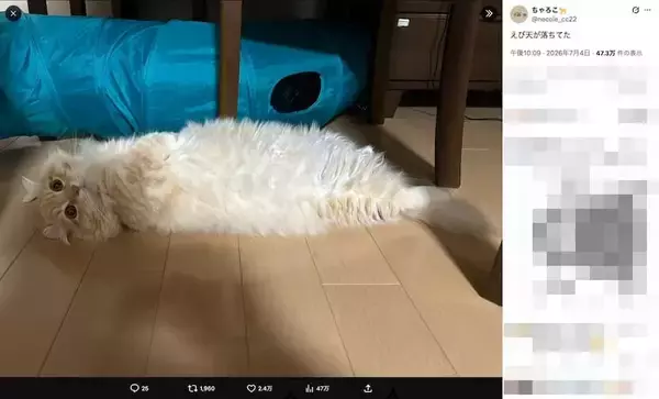 「猫は液体、そしてえび天だった　床に転がる姿が完全に揚げたて」の画像