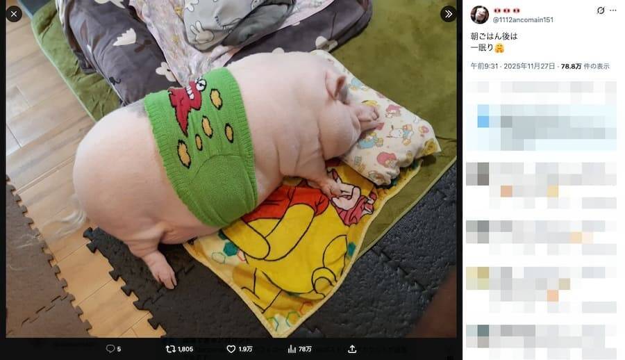 腹巻きを巻いてごろん、マイクロブタの“天使の寝姿”がXで1.9万いいね「愛くるしい」