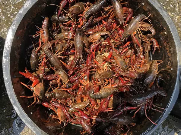 「条件付特定外来生物」のアメリカザリガニを食べる？千葉県・印旛沼周辺にある食文化