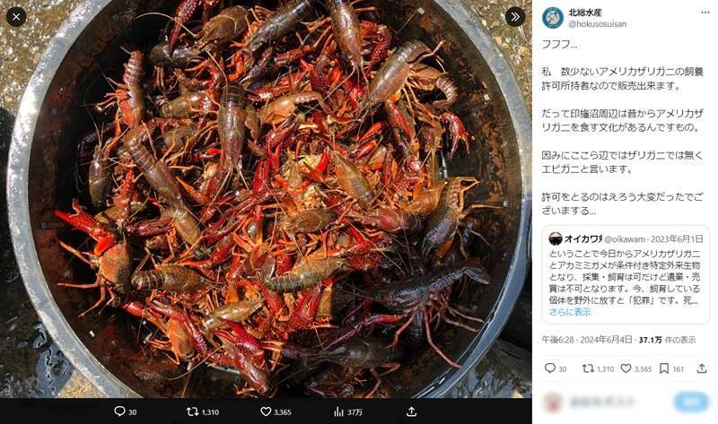 「条件付特定外来生物」のアメリカザリガニを食べる？千葉県・印旛沼周辺にある食文化