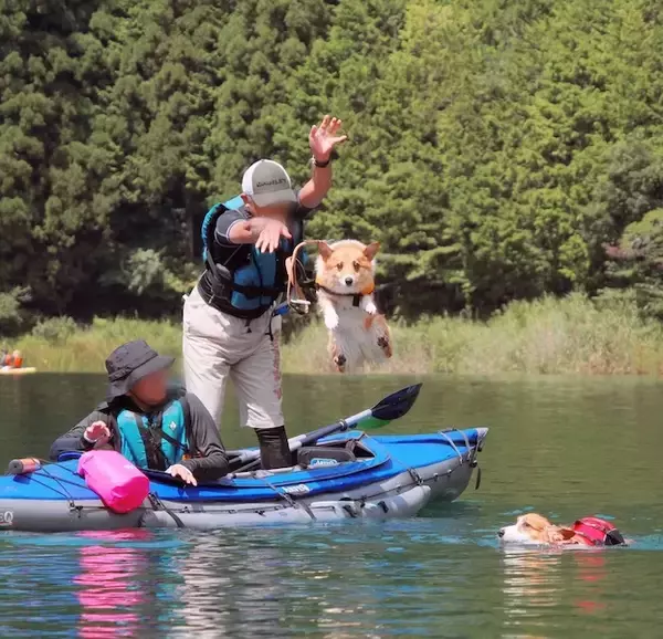 「え？」きょとん顔でカメラを凝視　湖に放り込まれるコーギーの決定的瞬間