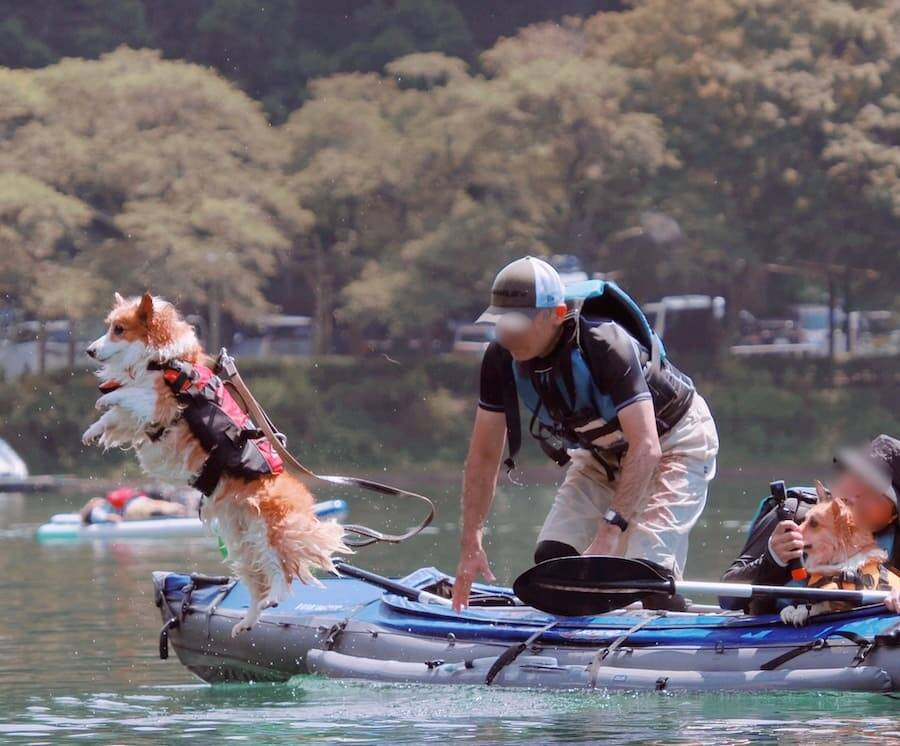「え？」きょとん顔でカメラを凝視　湖に放り込まれるコーギーの決定的瞬間
