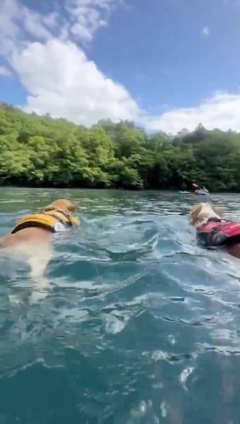 「え？」きょとん顔でカメラを凝視　湖に放り込まれるコーギーの決定的瞬間