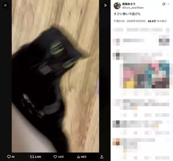 「これが……猫？全力ダッシュで飼い主から逃げる猫ちゃんがカートゥーンすぎる」の画像