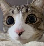 「猫に睨まれたネズミの気分　迫力満点のにゃんこ映像」の画像1