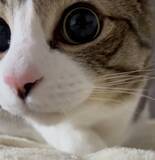 「猫に睨まれたネズミの気分　迫力満点のにゃんこ映像」の画像2