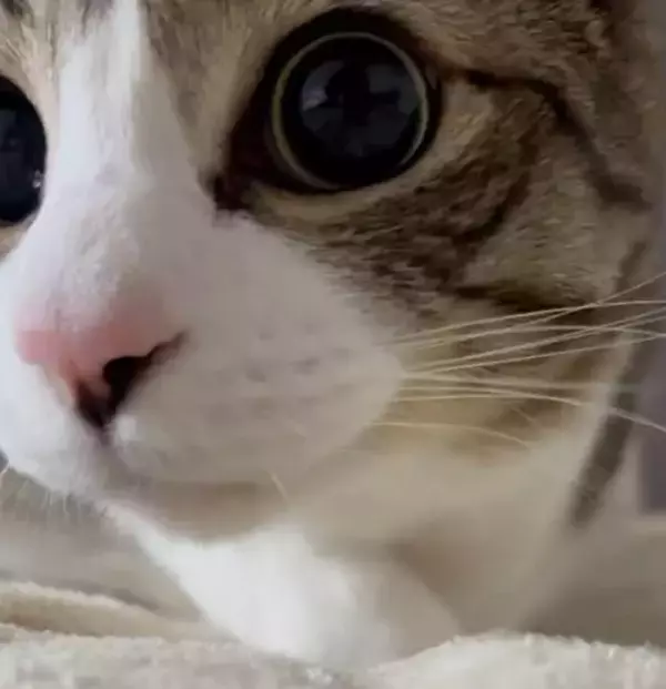 「猫に睨まれたネズミの気分　迫力満点のにゃんこ映像」の画像