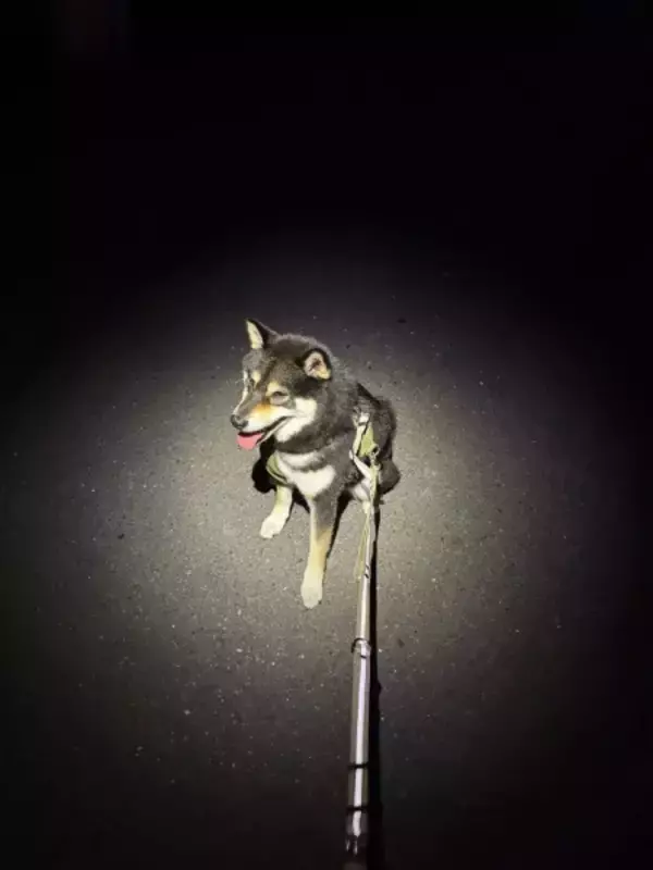 夜道に浮かぶ黒柴が完全にコンティニュー画面　偶然生まれた一枚に反響