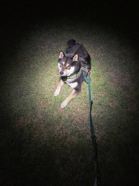 夜道に浮かぶ黒柴が完全にコンティニュー画面　偶然生まれた一枚に反響