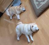 「一発ギャグ「幽体離脱～」　柴犬コンビの「シンクロ寝」がかわいすぎる」の画像1