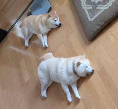 一発ギャグ「幽体離脱～」　柴犬コンビの「シンクロ寝」がかわいすぎる