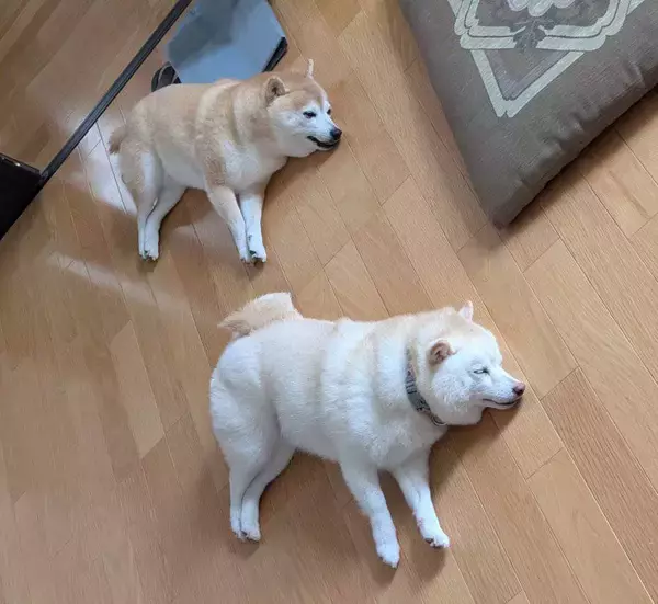 一発ギャグ「幽体離脱～」　柴犬コンビの「シンクロ寝」がかわいすぎる