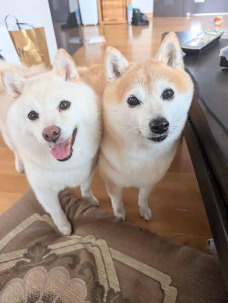 一発ギャグ「幽体離脱～」　柴犬コンビの「シンクロ寝」がかわいすぎる