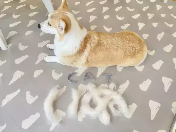 ワンちゃんが換毛期に突入！抜け毛を集めて作った文字アートがかわいい